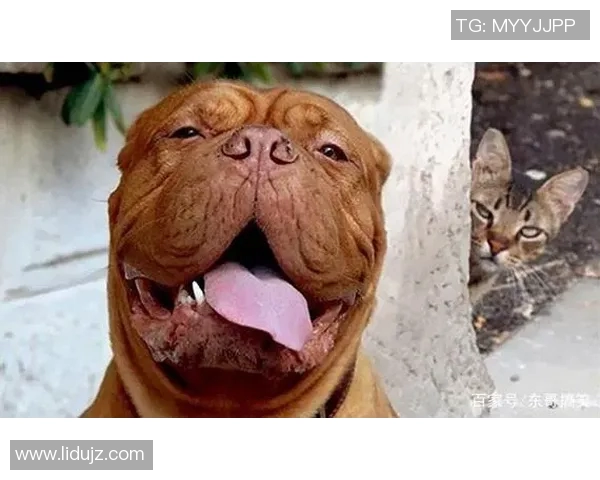 偶遇足球明星的奇妙瞬间如何用文字记录与分享